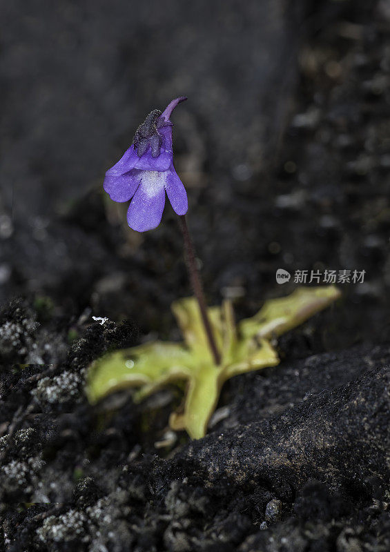 扁桃属(Pinguicula vulgaris)是一种多年生的狸藻科肉食性植物。生长在阿拉斯加诺姆附近。